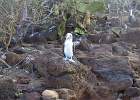 Boobie 2  Blue footed boobie